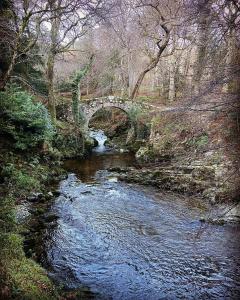 eine Brücke über einen Fluss in einem Wald in der Unterkunft Forest Haven Newcastle in Newcastle