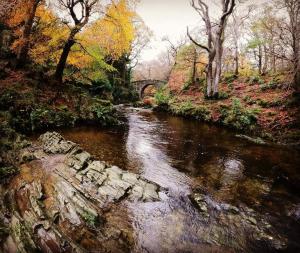 ein Bild eines Flusses mit einer Brücke und Bäumen in der Unterkunft Forest Haven Newcastle in Newcastle