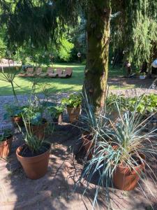 a group of potted plants in front of a tree at Noclegi na Mazurach. in Olsztynek