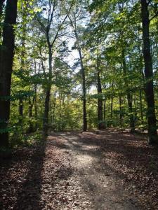 a dirt road in a forest with trees and leaves at ~Ferienwohnung Sandhausen / HD~ in Sandhausen