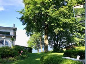 ein Baum in einem Hof neben einem Gebäude in der Unterkunft Meerblick - Villa Achterkerke in Heringsdorf