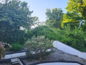a garden with a small tree and bushes at The Light House in Galway