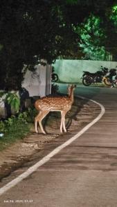 a baby deer standing on the side of a road at Hibiscus Home Stay & Boutique in Port Blair