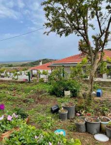 einen Hof mit Pflanzenköpfen und einem Baum in der Unterkunft Plaja Yakın Dağ ve Deniz Manzaralı 1+1 Daire in Gokceada Town