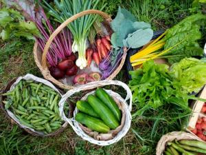 two baskets filled with vegetables on the grass at Ricouch, chambre d'hôtes et permaculture in Momuy