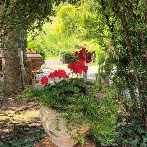 una gran olla de flores rojas en un jardín en Hanna-Bella Apartman Zalakaros, en Zalakaros
