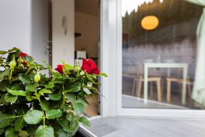 a plant with a red rose in front of a window at Easy flat Vezia, indipendent entrance, free parking in Lugano