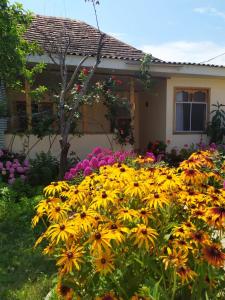 a bunch of yellow flowers in front of a house at Dream House Oguz in Oğuz +16 photos