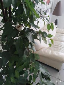 a large green plant sitting next to a couch at A Poitiers, 2 chambres, très bel appartement de 65 m2 in Poitiers