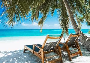 Fehendhoo的住宿－Tropical Tree，两把椅子坐在海滩上的棕榈树下