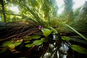 Photo de la galerie de l'établissement Bungalow écologique avec toilettes sèches LEU KABANON vue mer, à Saint-Leu