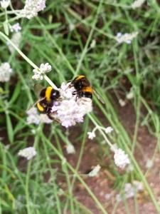 un abejorro sobre una flor en la hierba en Ediths Haus, en Rhauderfehn