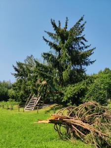 a large pine tree in a field next to a house at Get your zen among the trees in Stahovica