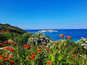 un campo de flores con el océano en el fondo en Villette Panoramiche Filetta en Santa Teresa Gallura