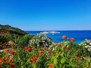 un campo de flores con el océano en el fondo en Villette Panoramiche Filetta, en Santa Teresa Gallura