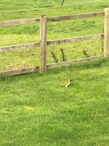a bird standing in a field next to a fence at The Stables 