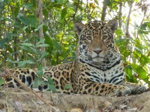 Spot Jaguar Pantanal South Lodgen في كورومبا: جلوس الفهد فوق صخرة