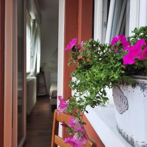Zahrada ubytování Sprio House