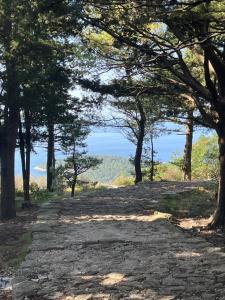 a path through the trees with a view at Hidden Gem above Dubrovnik in Dubrovnik