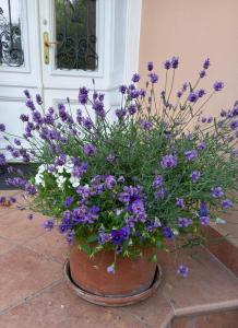 Zahrada ubytování Villa Milada
