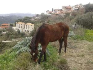 brązowy koń jedzący trawę na wzgórzu w obiekcie Βίλλα Τρία Ποτάμια καταρράχτες ΝΈΔΑ 