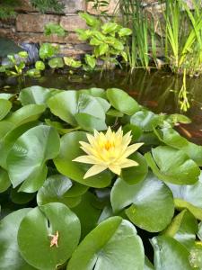 a yellow flower in a pond with green leaves at Villa Anna in Torria