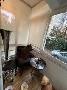 un gato sentado en una silla mirando por la ventana en Lüx gösterişli mükemmel lokasyon en Estambul