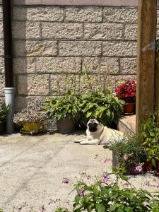 un perro cachorro tirado en el suelo junto a las plantas en Seosko domacinstvo Lelic Ristivojevic, en Valjevo