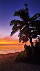 uma palmeira numa praia ao pôr-do-sol em Oarsman's Bay Lodge em Nacula Island