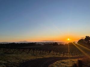 a sunset in a vineyard with the sun in the background at Cosy Glamping Tent 1 in Ararat