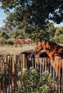un cavallo in piedi accanto a una recinzione di legno di Residence CASE DI PI GNA, deux magnifiques villas indépendantes avec piscines individuelles , proches de la plage d'Algajola a Algajola