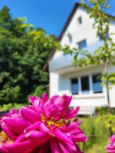 una flor rosa frente a una casa en Muhrbach, en Weier