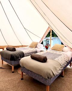 2 Betten in einem Zelt mit Kissen darauf in der Unterkunft The Toad's pad in Tiverton