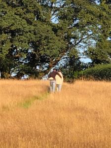 a person walking through a field of tall grass at Nutkins Luxury Shepherd Hut with hot tub close to Lyme Regis in Uplyme