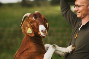 a man is holding a brown and white goat at Vinkelgaard in Ringsted