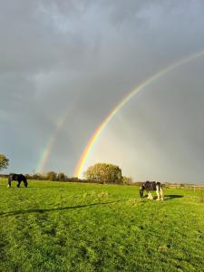 three horses grazing in a field with a rainbow in the background at Appaloosa suite with amazing views of stud farm. in Great Driffield
