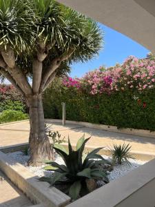 a palm tree in a garden with pink flowers at Archiammare Sea in Reitani