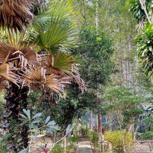 a garden with palm trees and a dirt path at Khao Sok Green Mountain View in Khao Sok National Park