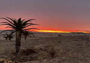 a palm tree in the desert with a sunset at Moon Landscape Self Catering in Swakopmund