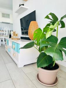 a plant in a pot in a living room with a tv at Casa Adelfa in Puerto del Carmen +18 photos