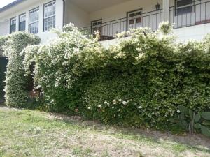 a hedge of white flowers in front of a house at Quinta do Arieiro in Arouca +28 photos