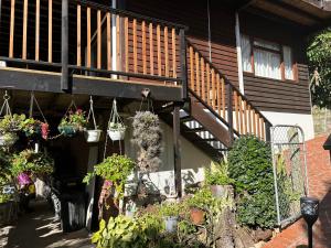 a house with a bunch of potted plants on the stairs at Apartment Downstairs Sedgefield in Sedgefield