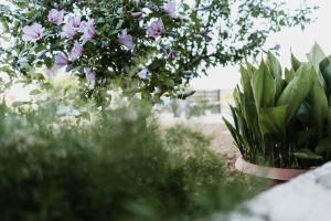 カザルボルディーノにあるCASALMAREの鉢植えの庭
