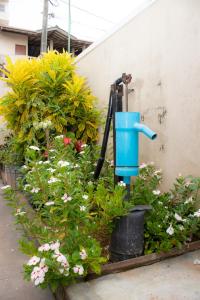 a group of plants and a watering can in a garden at Mount Guest in Karagampitiya