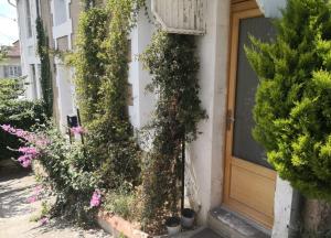 une porte d'entrée d'une maison recouverte de plantes dans l'établissement Studio rénové avec goût, à Poitiers