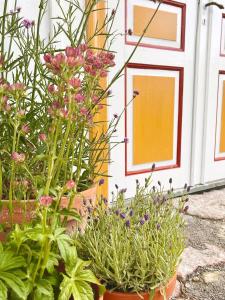 a group of plants in pots in front of a building at Gårdsfrun in Löttorp