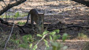 Foto sihtkohas Buttala asuva majutusasutuse Yala Avian Eye Safari galeriist