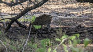 Foto sihtkohas Buttala asuva majutusasutuse Yala Avian Eye Safari galeriist