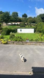 un perro sentado en medio de una calle en Pinebrook BnB En-suite 1 double bed, en Killybegs