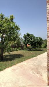 uma estrada de terra com uma árvore num campo em RX villa em Kashari